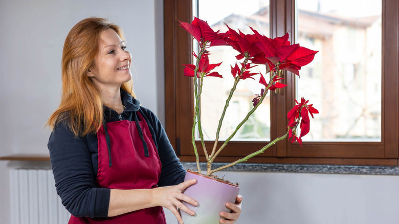 A smiling woman in a red apron holds a poinsettia plant in a ceramic pot next to a window.