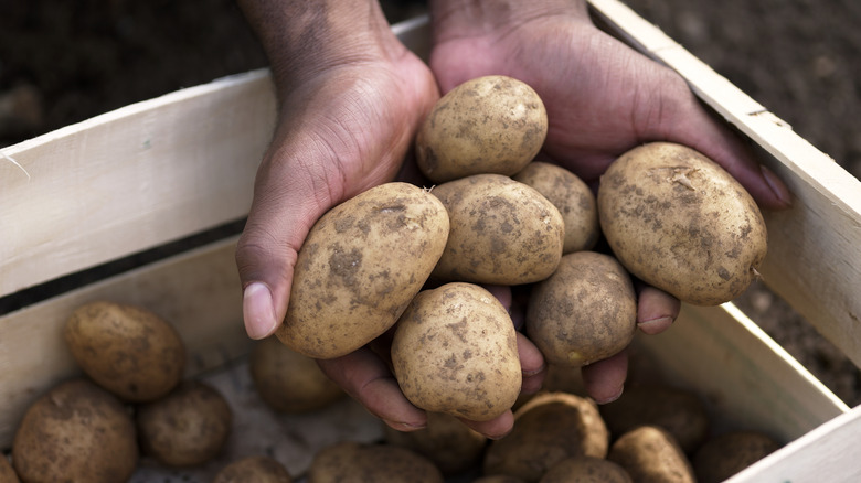 person holding potatoes