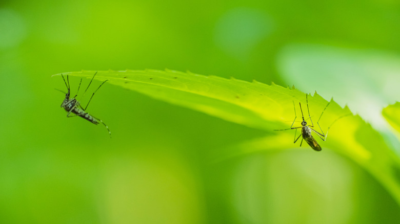 Mosquitos on a leaf