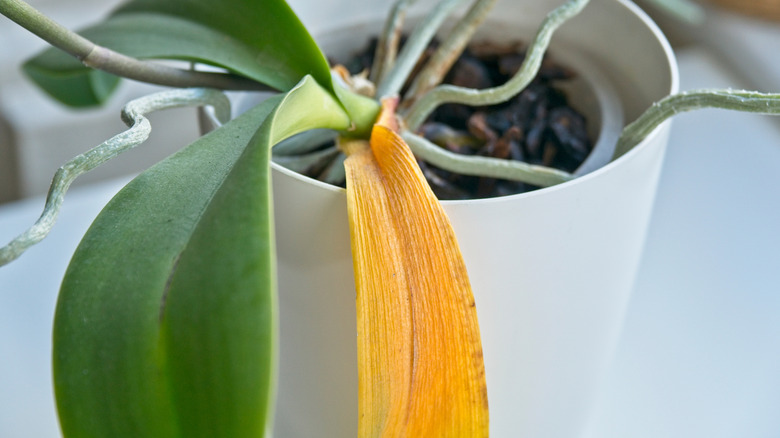 A plant is beginning to wilt and turn yellow due to root rot.