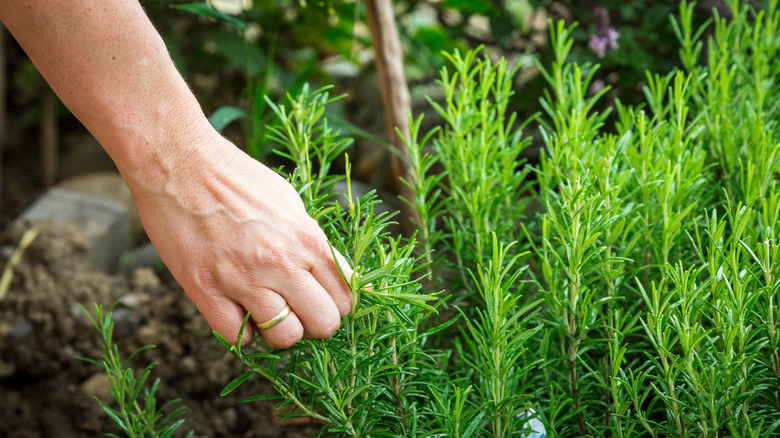 A hand investigating rosemary plant foliage