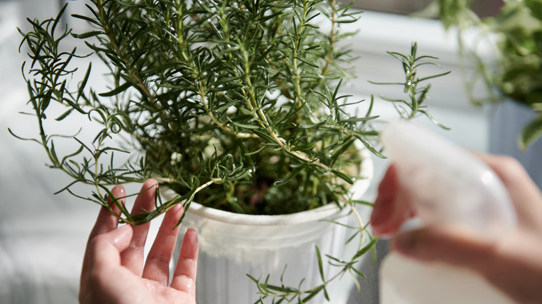 Person misting an indoor rosemary plant with spray bottle