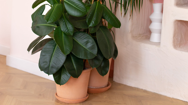 Two large potted rubber plants in a pink-painted room.