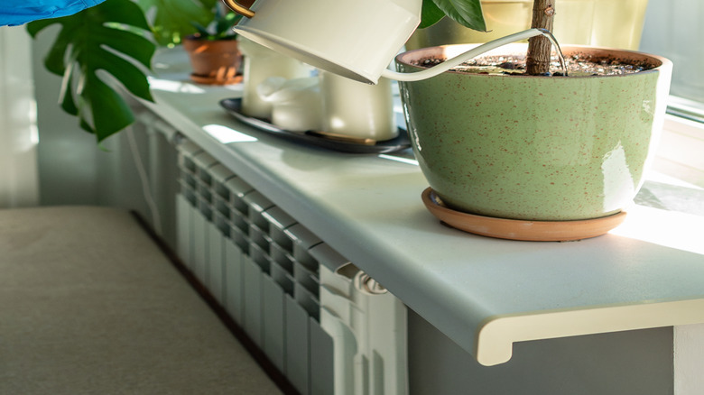 A person waters an indoor rubber plant with a cream-colored watering can.