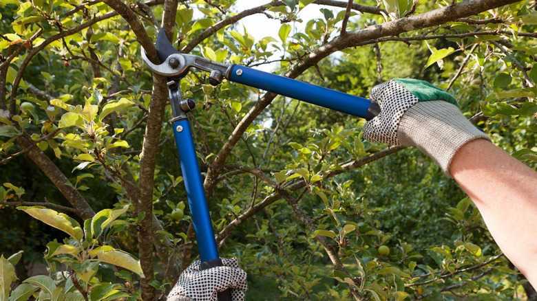 person pruning trees