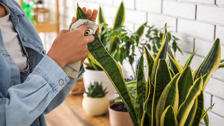 A person uses a cloth to dust the leaves of a snake plant growing indoors in a pot.