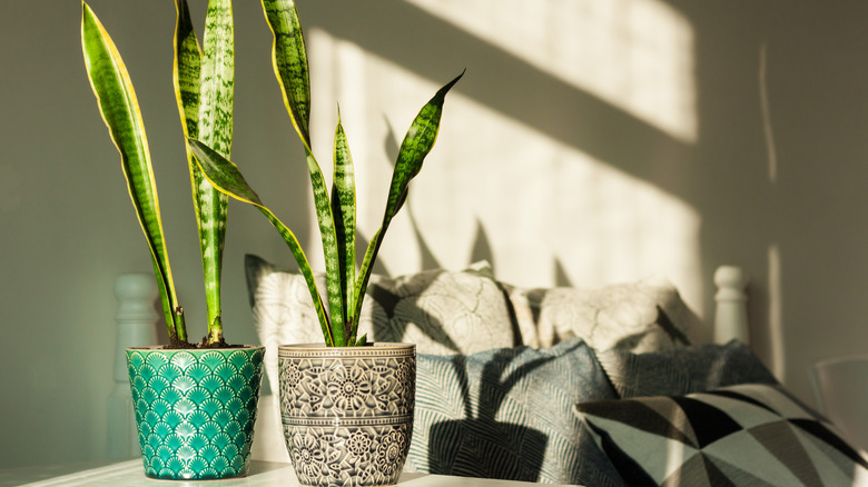 Two snake plants in window