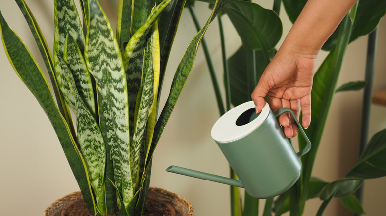 watering an adult snake plant