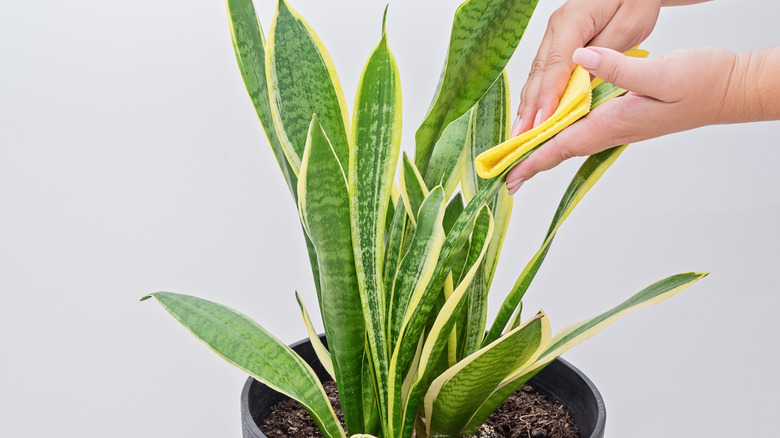 cleaning the leaves of a snake plant