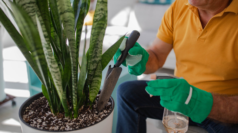 fertilizing snake plant