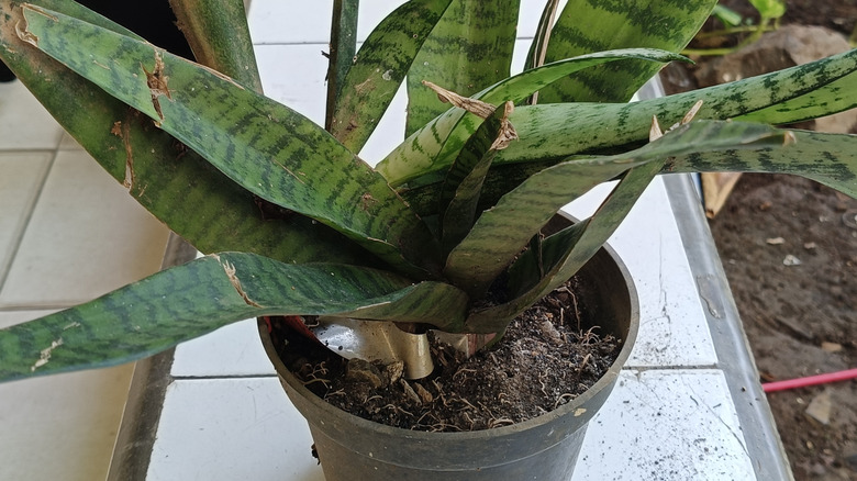 snake plant outoors in pot