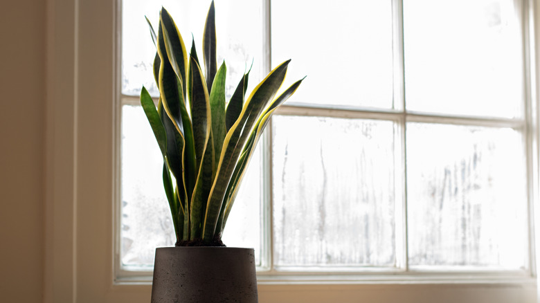 snake plant on the windowsill