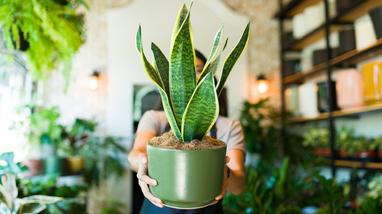 Person holding a potted snake plant with an unfocused background full of houseplants