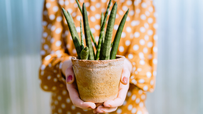 snake plant in a terracotta pot