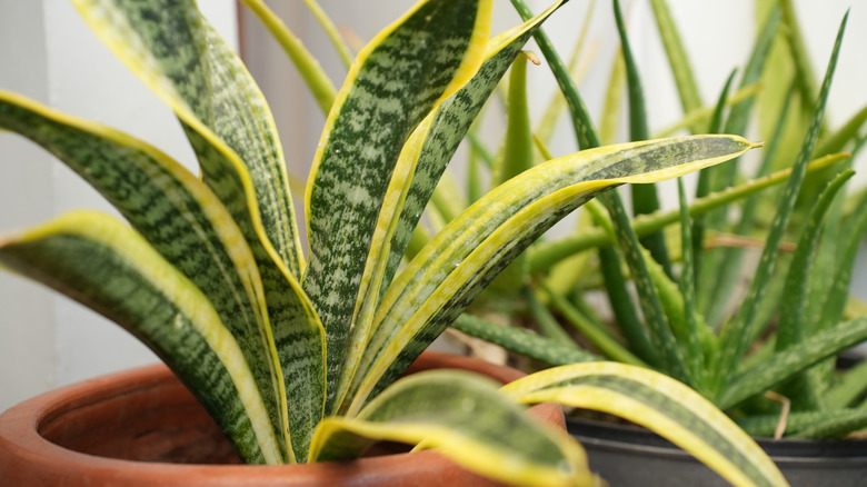 snake plant with fanned out leaves