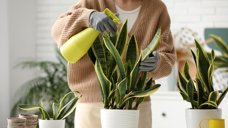 spraying snake plant with castile soap