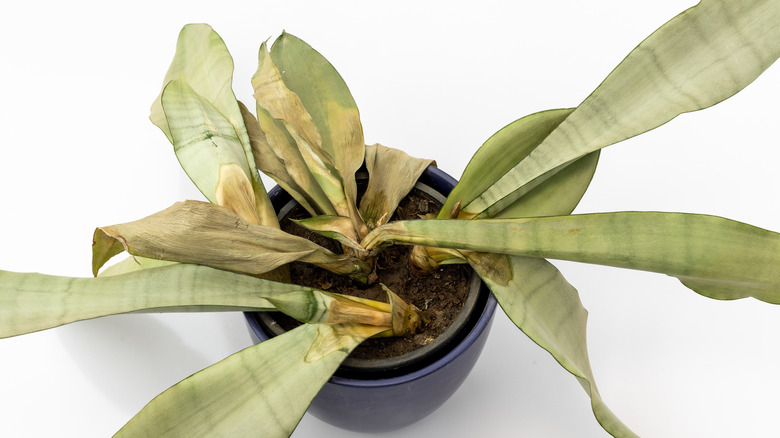 snake plant with root rot
