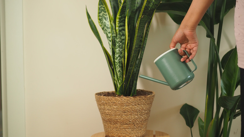 watering snake plant with willow water