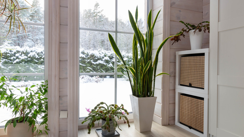House plants sitting near window on winter day
