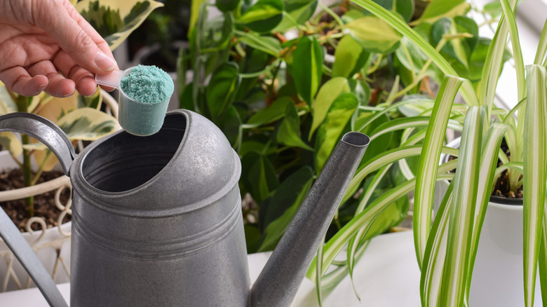 A person adding water soluble fertilizer to a watering can with a spider plant to the right and other houseplants in the background