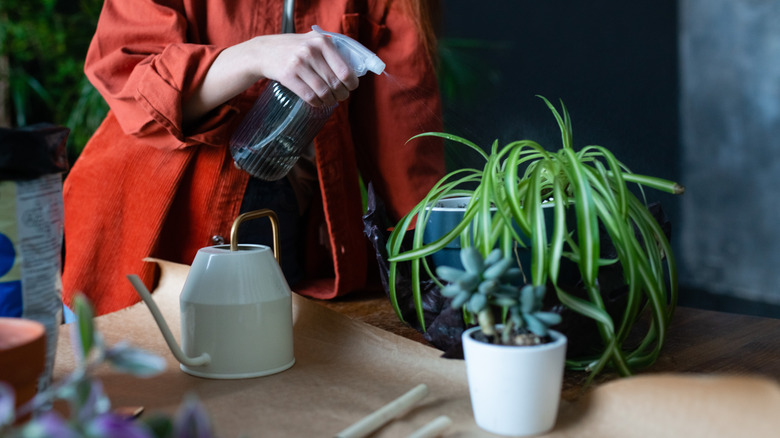 A person caring for a spider plant by spraying it with water
