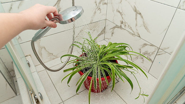 spider plant being watered in a shower