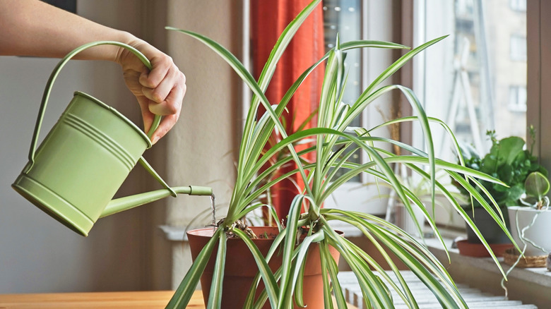 A person using a green watering can to water spider plant