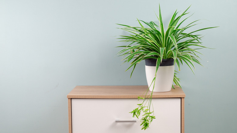 A spider plant in a black and white vase sitting on a wood and white cabinet