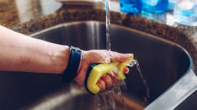 Person rinsing out a sponge