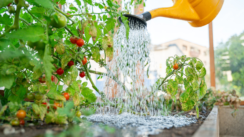 Yellow watering can pouring water on tomato plant