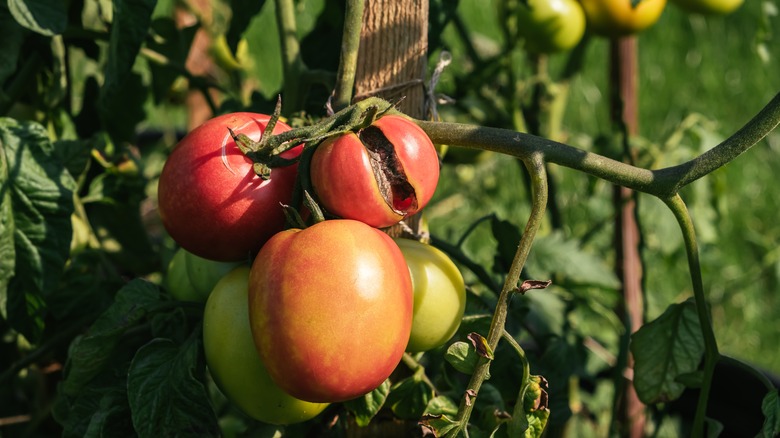 Cracked tomatoes growing on a vine