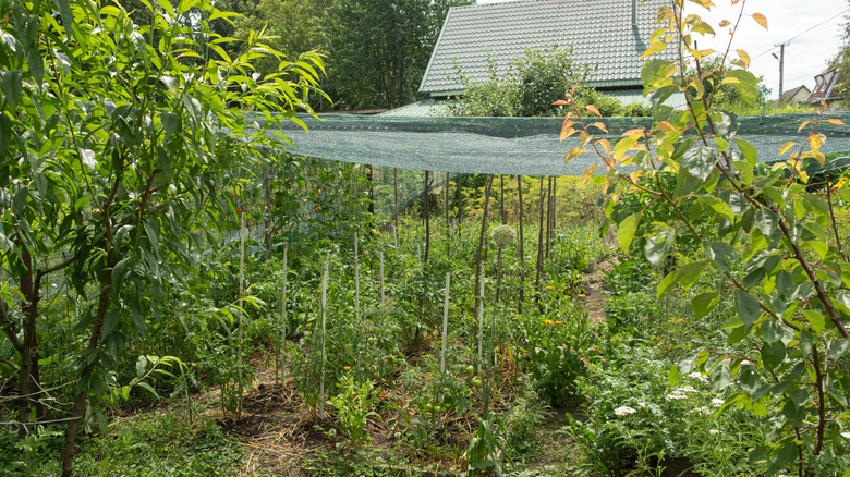 Tomato garden covered with shade cloth with fruit trees and flowers