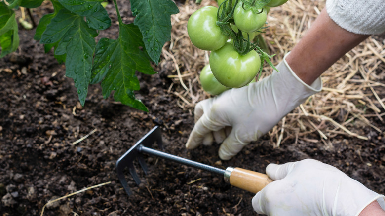 Person wearing gloves laying down straw mulch around tomato plant and holding a small rake