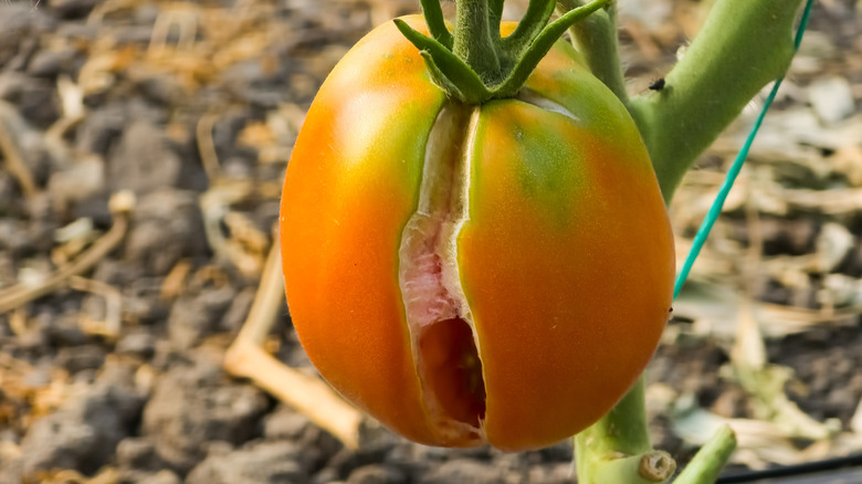 A closeup of a partially ripened tomato with a large split