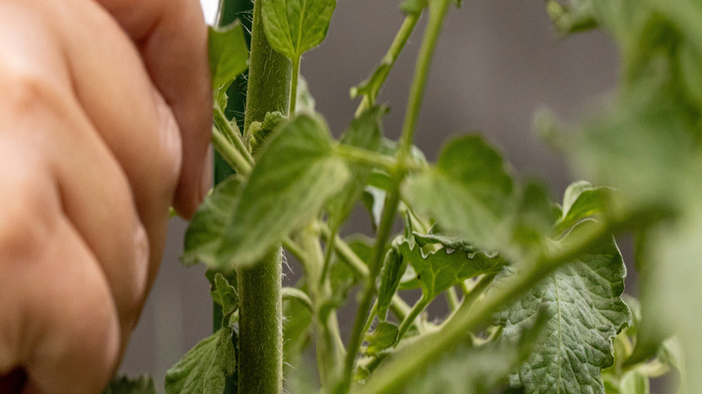 Closeup of hand pruning sucker off tomato plant with garden shears