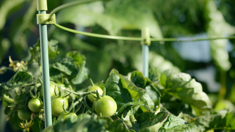 Closeup of tomato plant surrounded by green cage