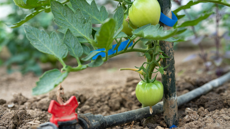 Bottom of a tomato plant with green tomatoes and a drip irrigation system running along the dirt
