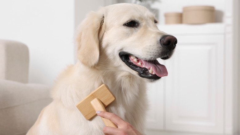 Person grooming golden retriever in home with brush
