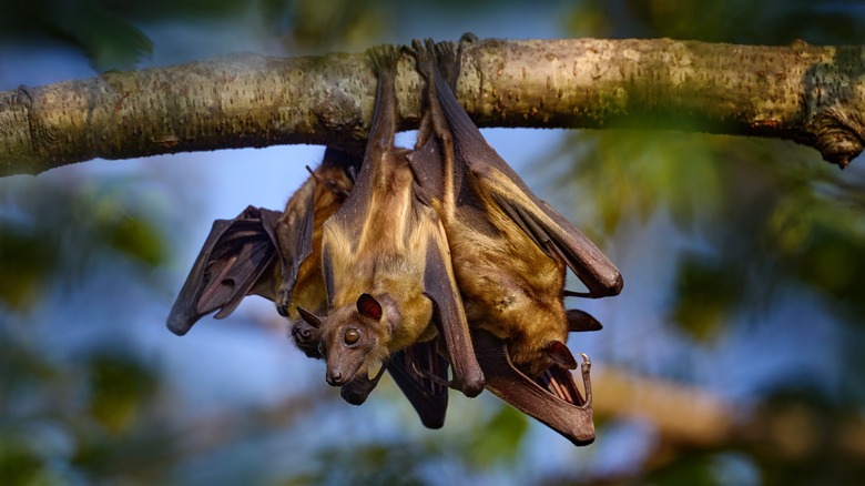 Bats hanging off a tree branch 