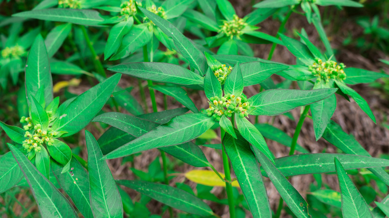 caper spurge planted in ground