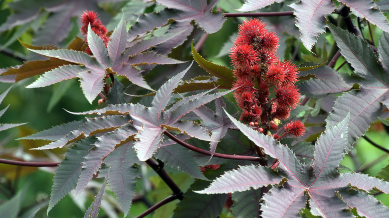 castor bean plant