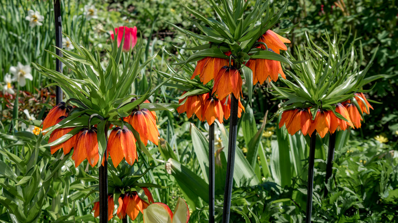 crown imperial plants
