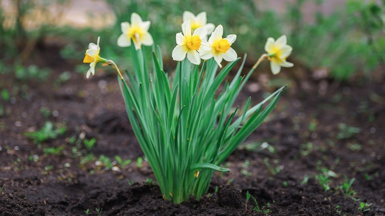 daffodils planted in garden