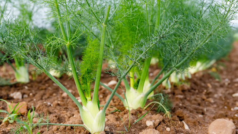 fennel plants in garden bed