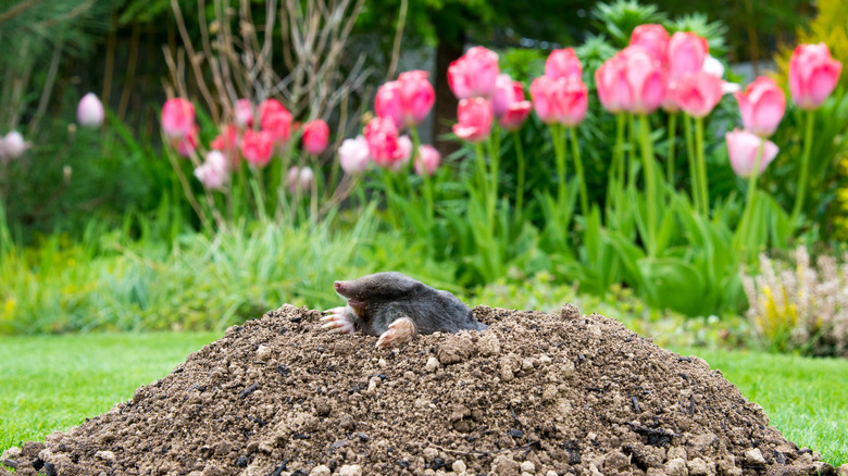 mole in dirt hill in garden