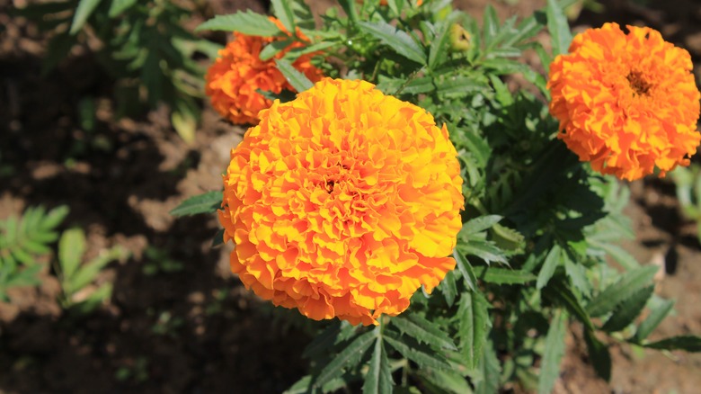 marigold plant in garden