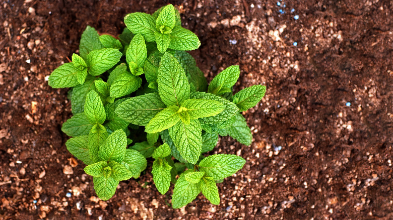 peppermint plant in ground