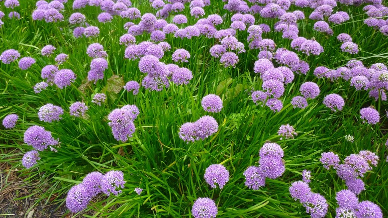 field of ornamental onions