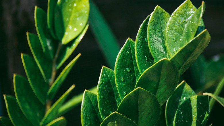 Close up of the leaves of a ZZ plant