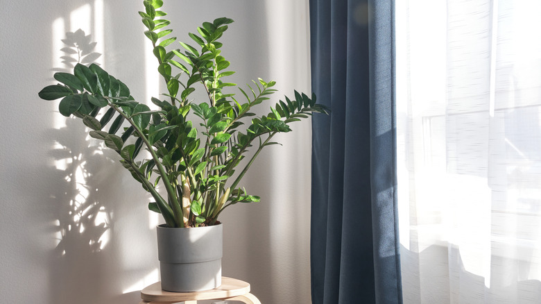 ZZ plant on a wooden stool in front of a window with sunlight coming in